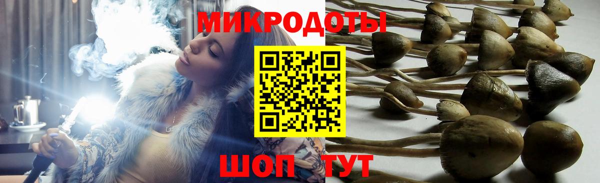 Галлюциногенные грибы Psilocybe Углич
